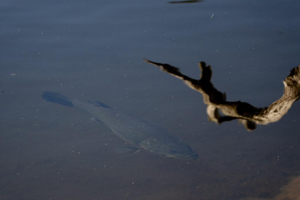 Cliffside Lake Fish