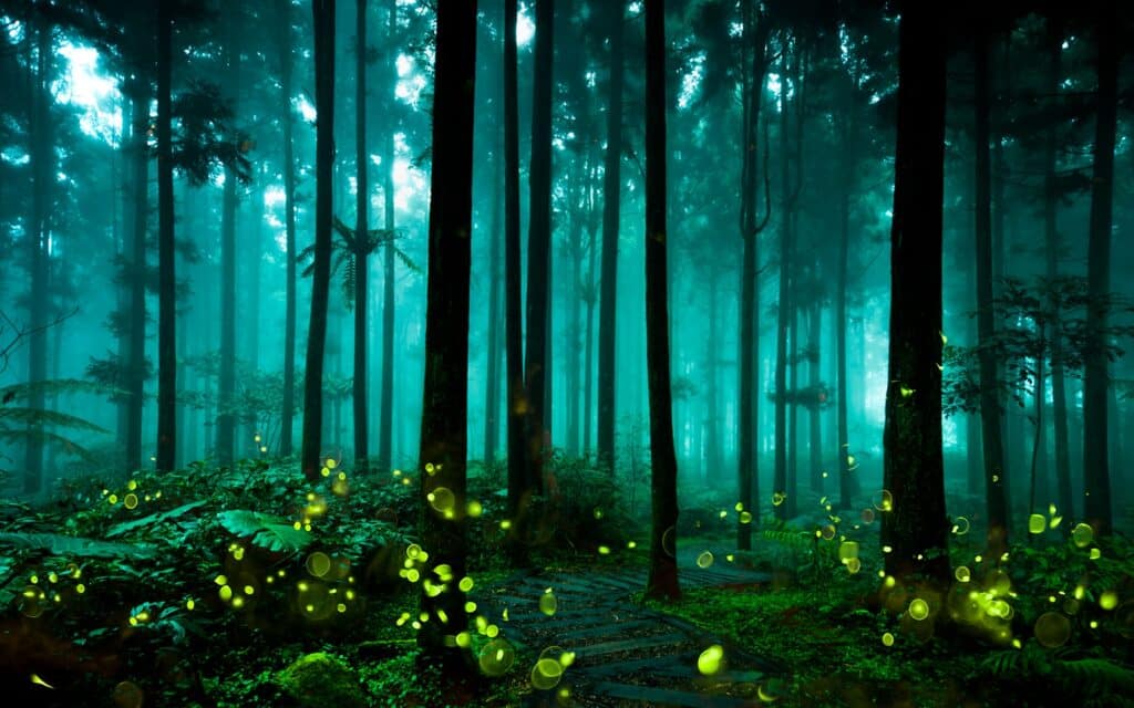 bosque_bioluminiscencia (2)