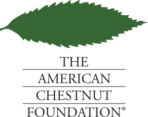 1 El logotipo del castaño americano