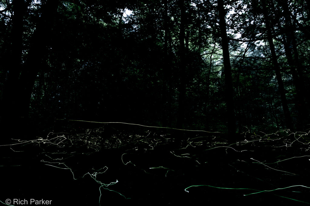 BlueGhost- Cradle of Forestry - Rich Parker