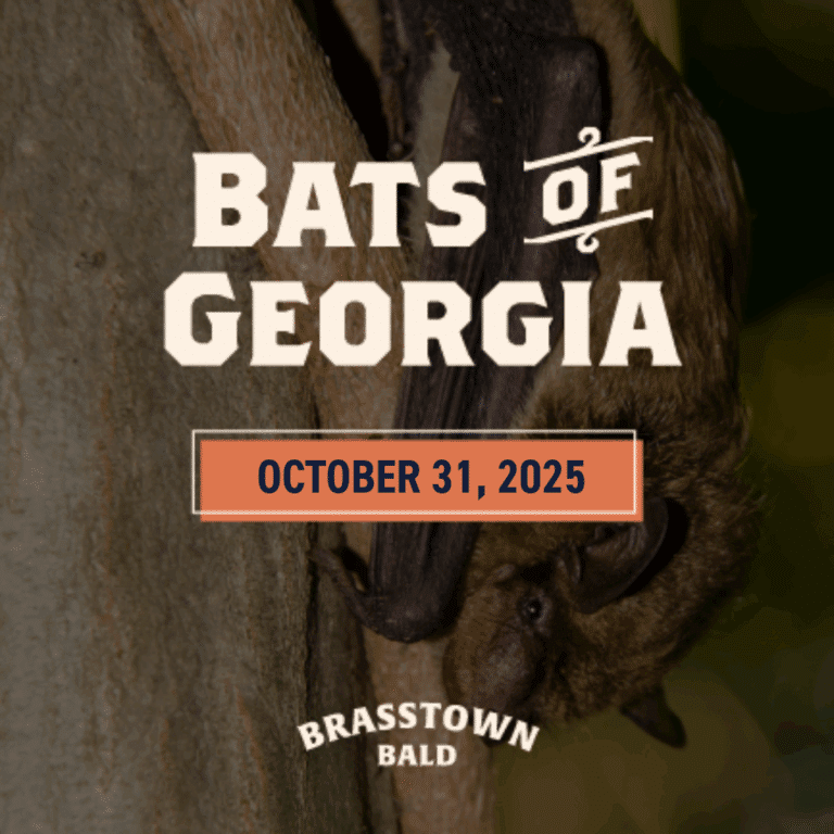Bats of Georgia