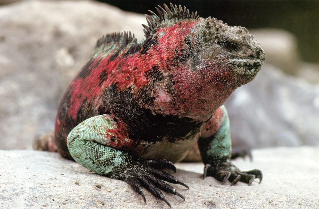 01 Marine Iguana