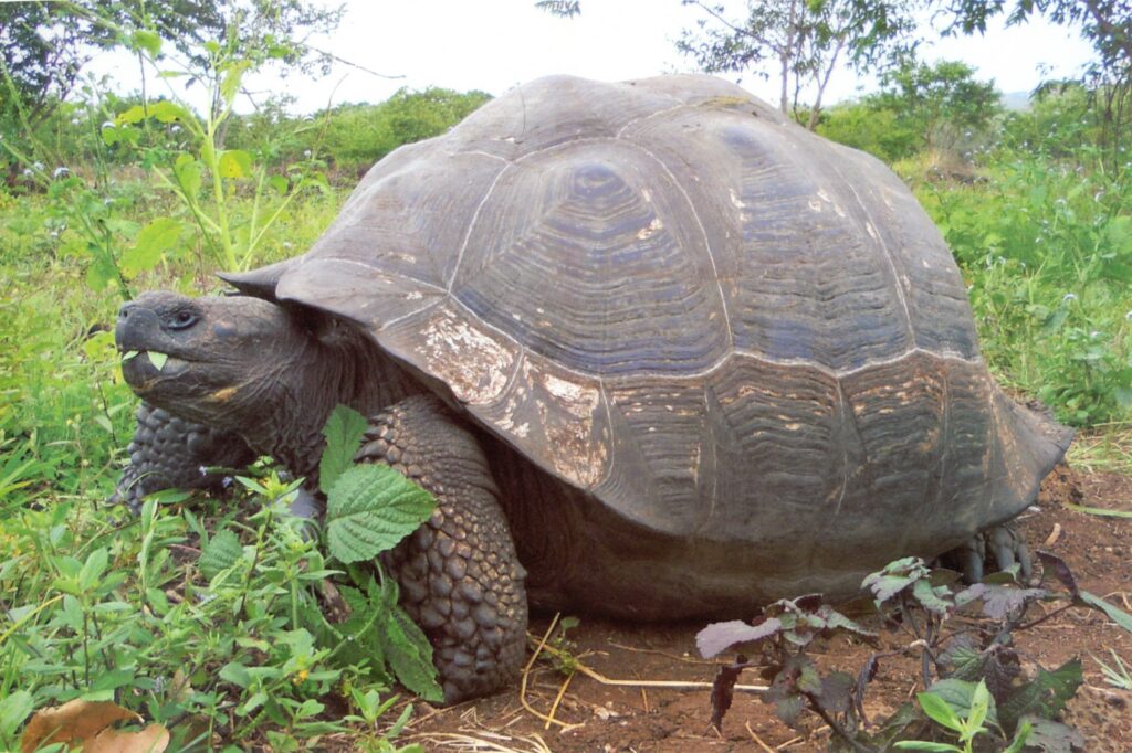02 Galapagos Tortoise 3