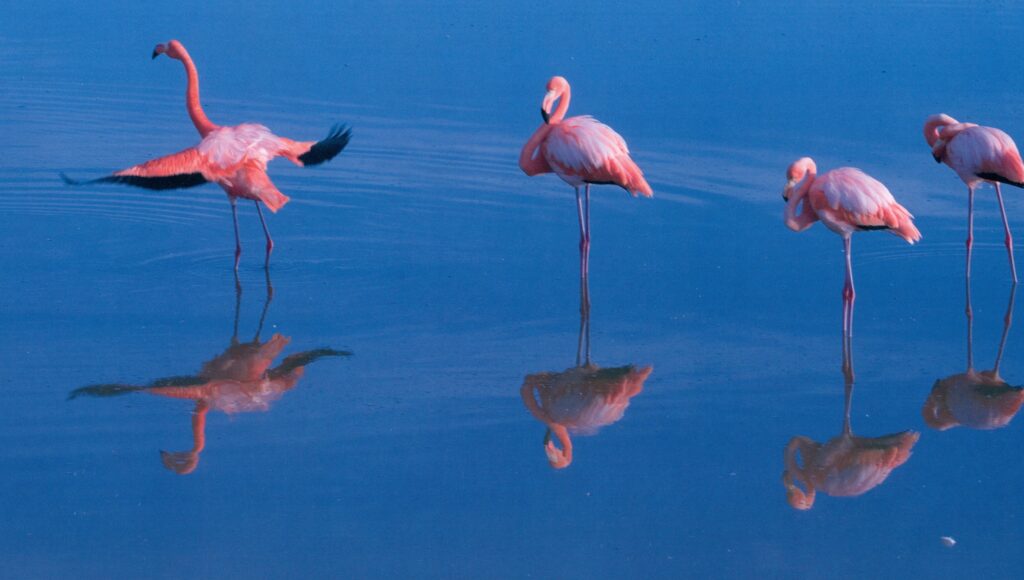 Flamingos