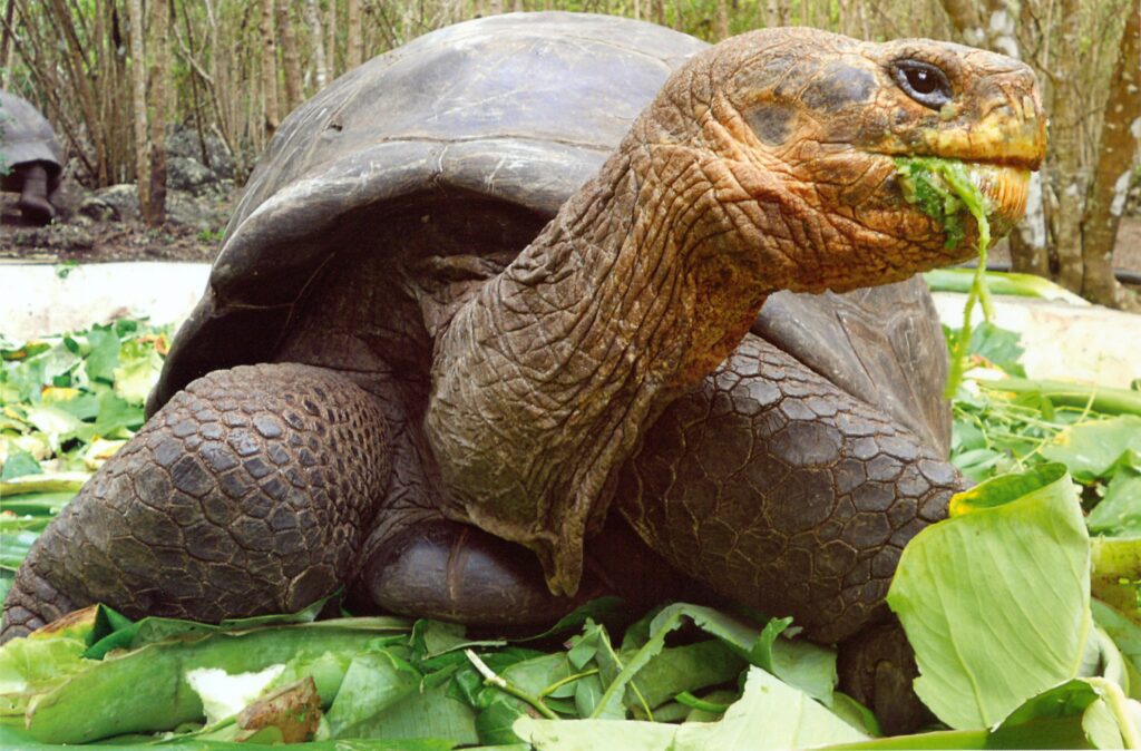 Galapagos Tortoise 4