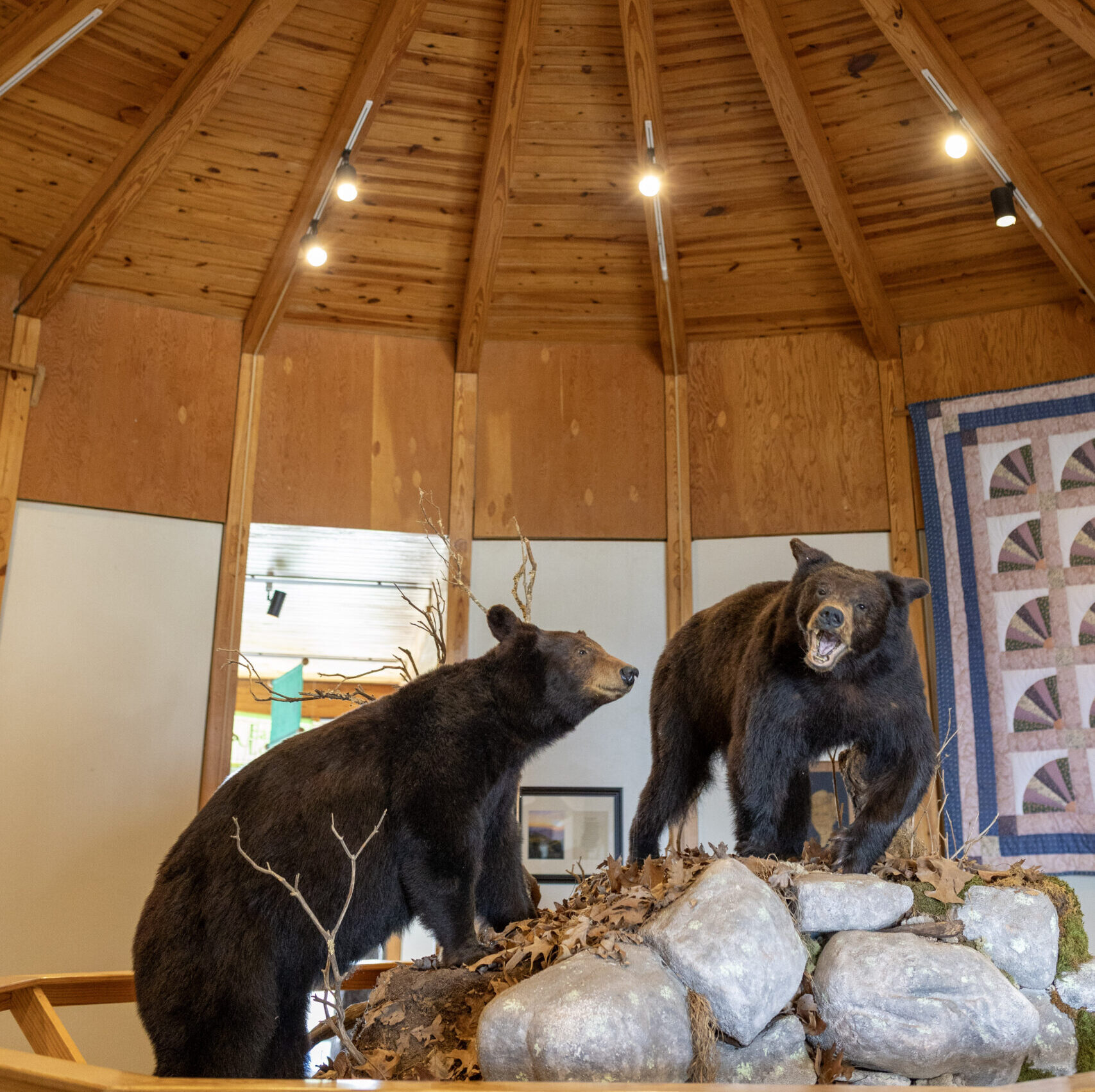 Brasstown Bald Bears