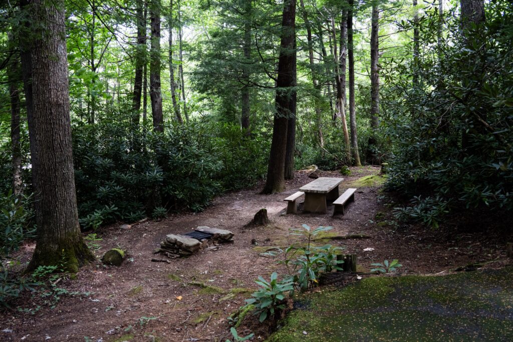 Carolina Hemlocks