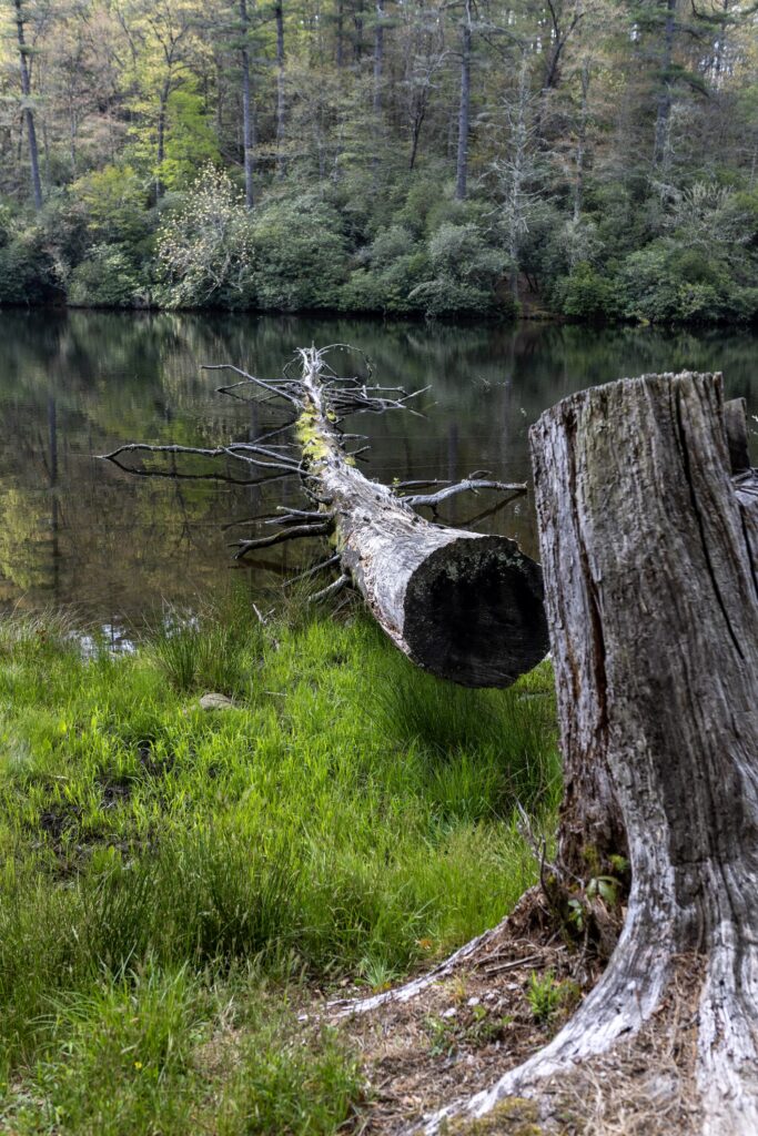 Cliffside Lake & Van Hook Glade