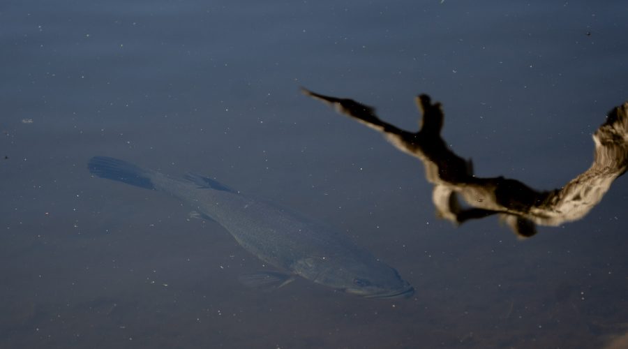 Cliffside Lake Fish