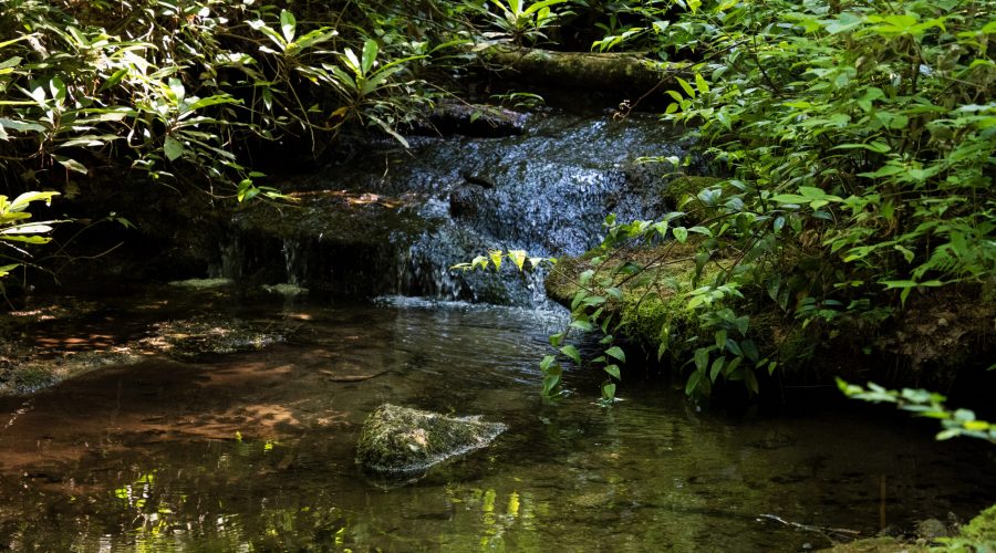 Van Hook Campsite Creek