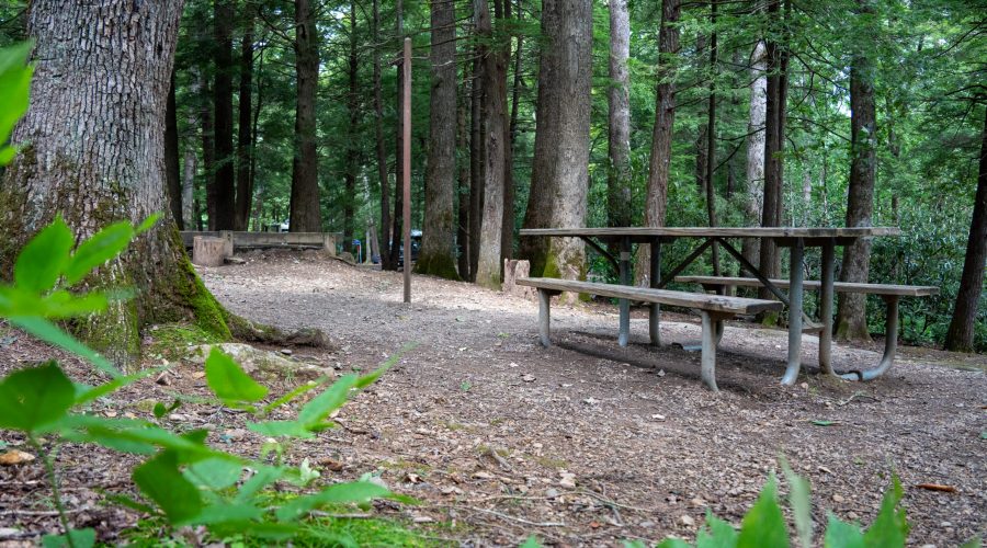 Carolina Hemlocks Site Photo